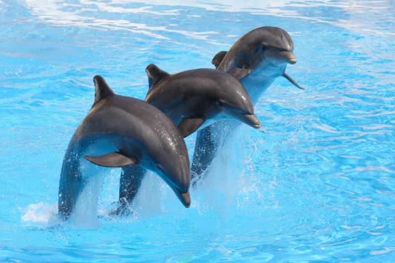 Besuch des Marineland